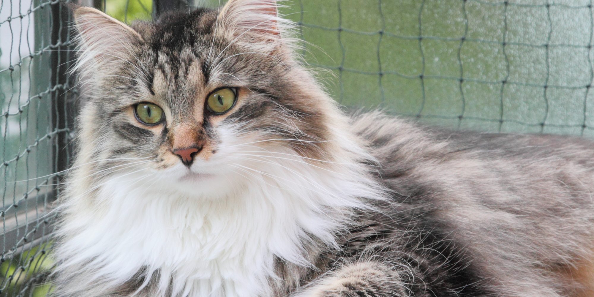 Сибирская кошка: описание породы, характер и уход - Лайфхакер