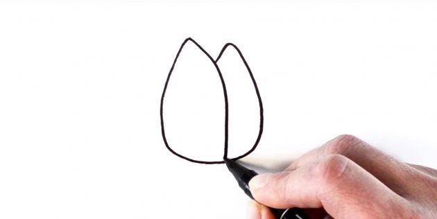 Как рисовать тюльпан: обозначьте лепестки