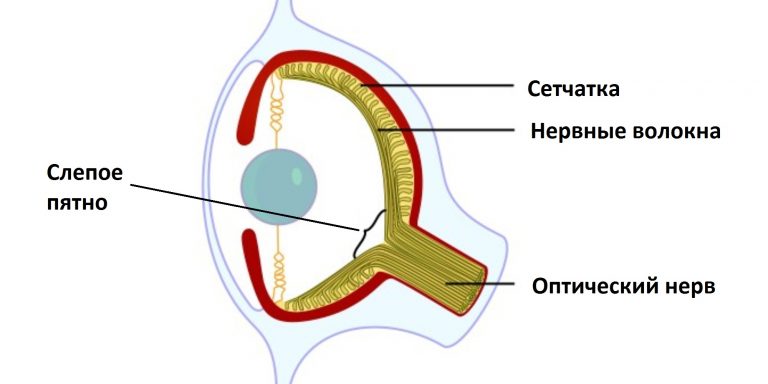 Слепое пятно это область сетчатки где есть нервы артерии и вены но нет светочувствительных клеток