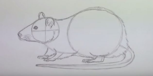 Как нарисовать мышь: изобразите шерсть