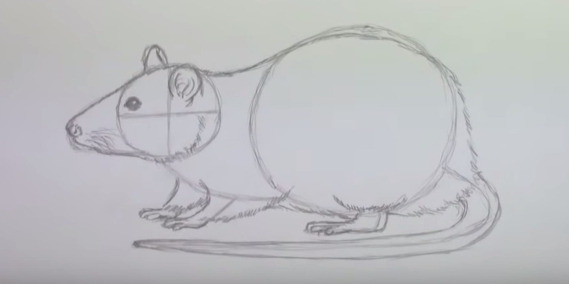 Как нарисовать лапу мыши