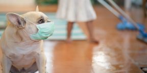 Можно ли заразиться коронавирусом от животных