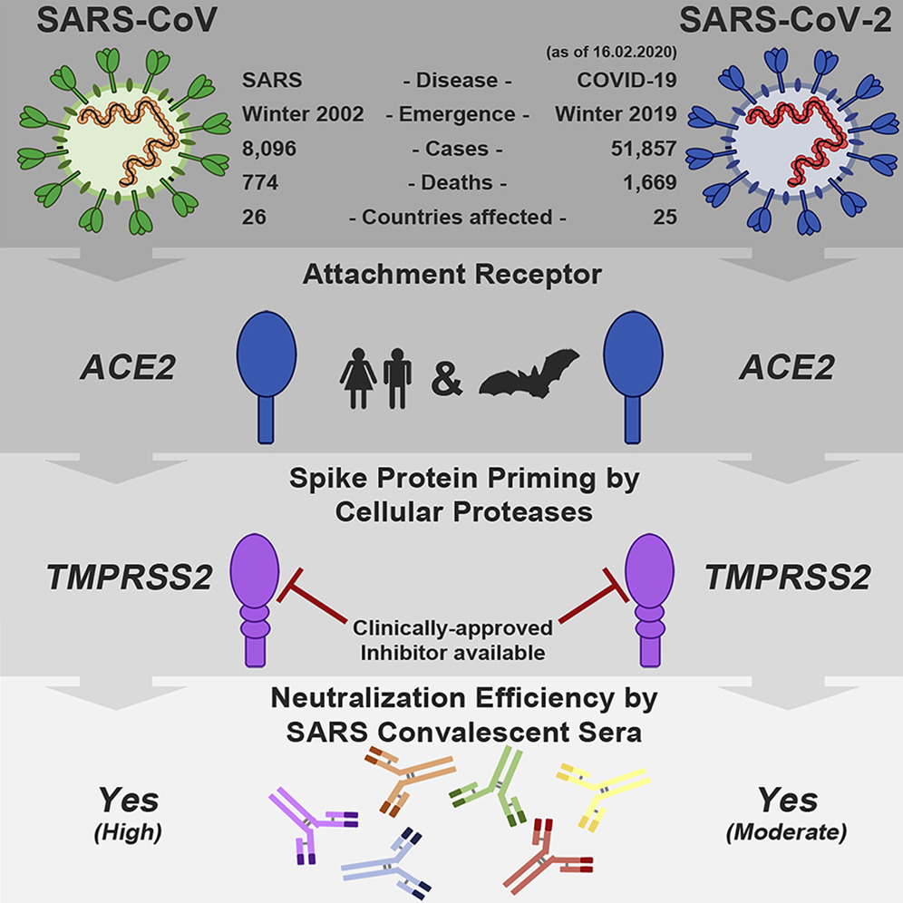 Схема попадания SARS-CoV и SARS-CoV-2 в клетку