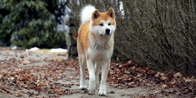 Фильмы про животных: «Хатико: Самый верный друг»