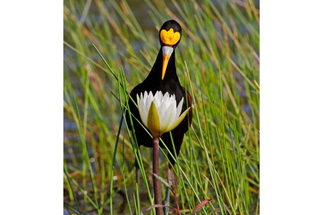 Лучшие фото птиц с конкурса National Audubon Society