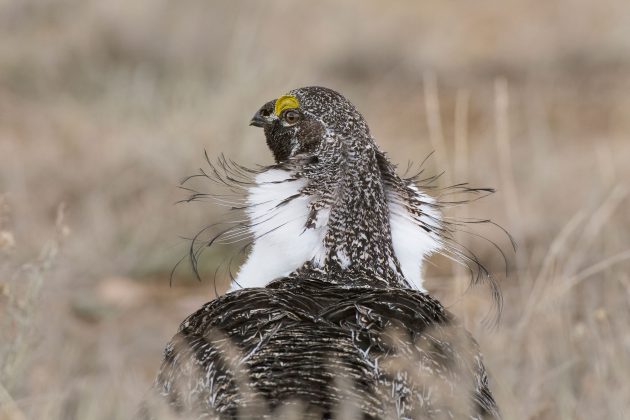 Лучшие фото птиц с конкурса National Audubon Society