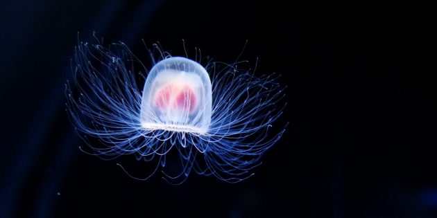 Необычные животные: бессмертная медуза