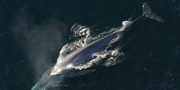 Синий кит может проглотить человека