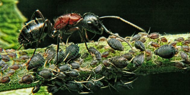 Заблуждения и интересные факты о животных: самое сильное существо в мире — муравей