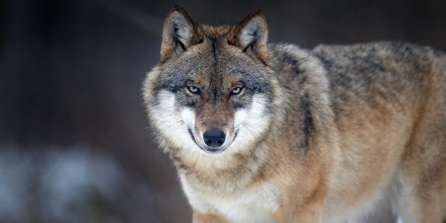 Заблуждения и интересные факты о животных: волчью стаю ведёт вожак