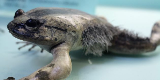 Необычные животные: лягушка, которая сражается обломками собственных костей