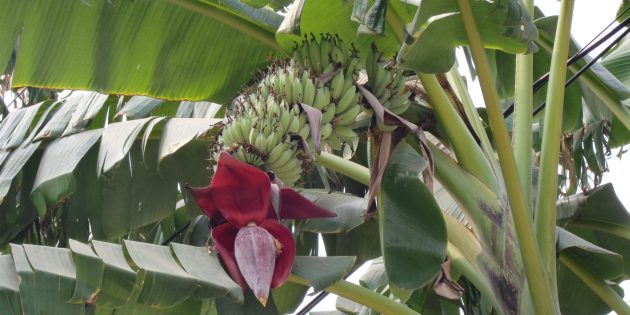 Необычные растения: цветок банана в Индии