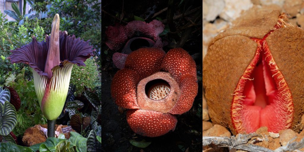 10 самых странных и необычных растений со всего мира - Лайфхакер