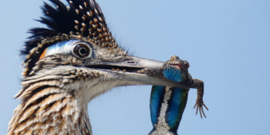 Лучшие фото птиц с конкурса National Audubon Society