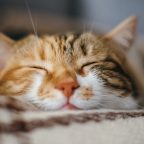 8 научно обоснованных причин завести кота