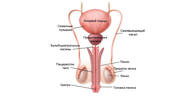 az erekció időtartama a Viagrától hideg pénisz jelei