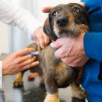 Что нужно знать о вакцинации животных