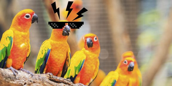 Тест на зоркость: какой попугай отличается от всех остальных?