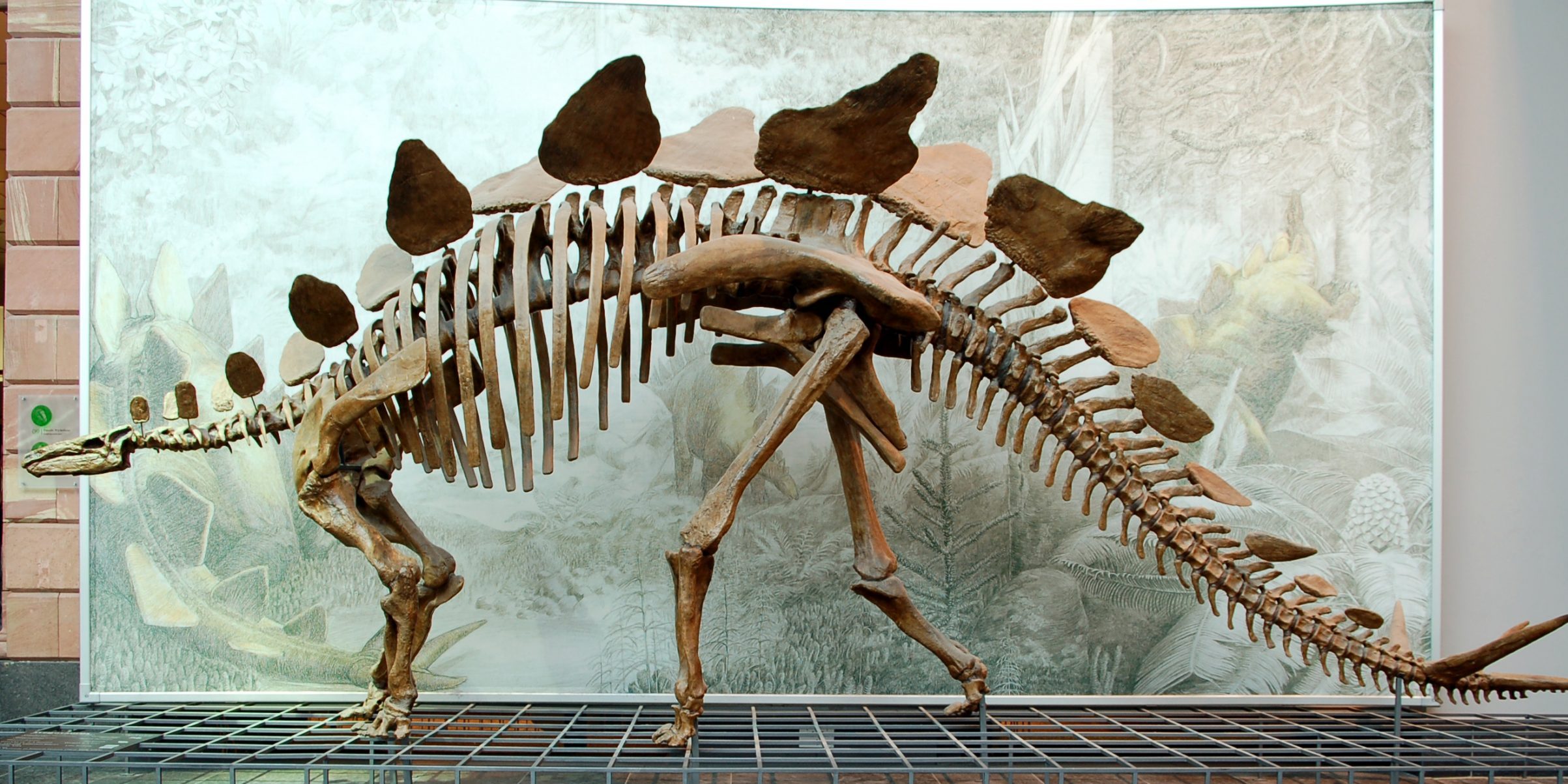 12 заблуждений о динозаврах, в которые пора перестать верить - Лайфхакер