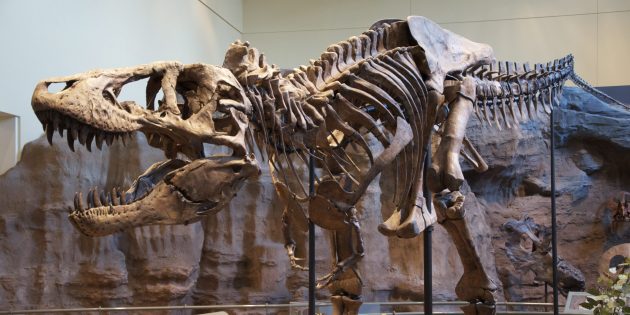 Мифы о динозаврах: тираннозавр не был падальщиком