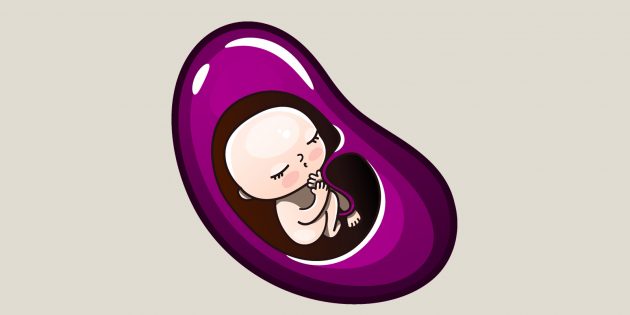 Беременность по неделям: к 5–6-й неделям ребёнок достигает размера фасоли