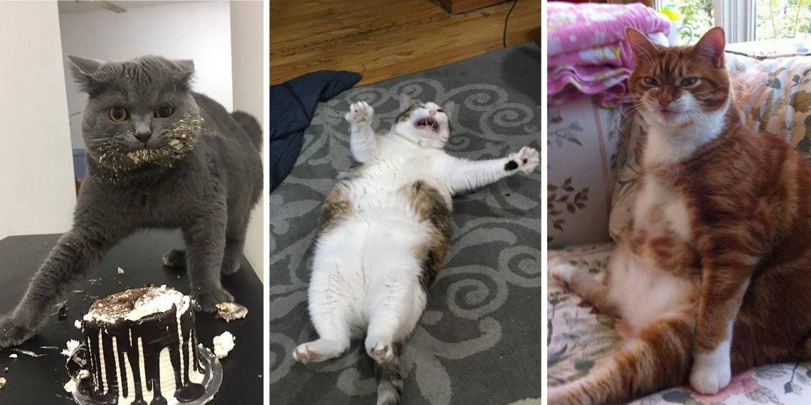 В Сети флешмоб: все делятся смешными фото котиков