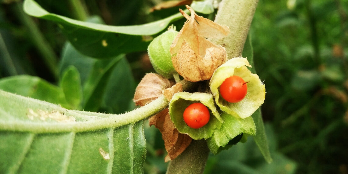 Что такое ашваганда и чем она полезна Лайфхакер