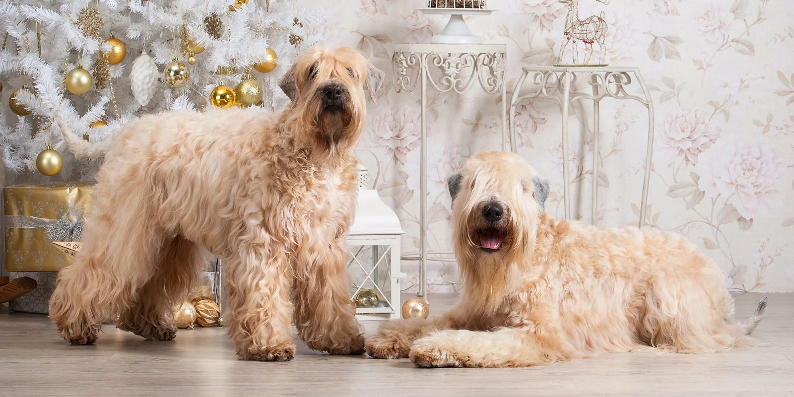 Внешний вид и особенности породы