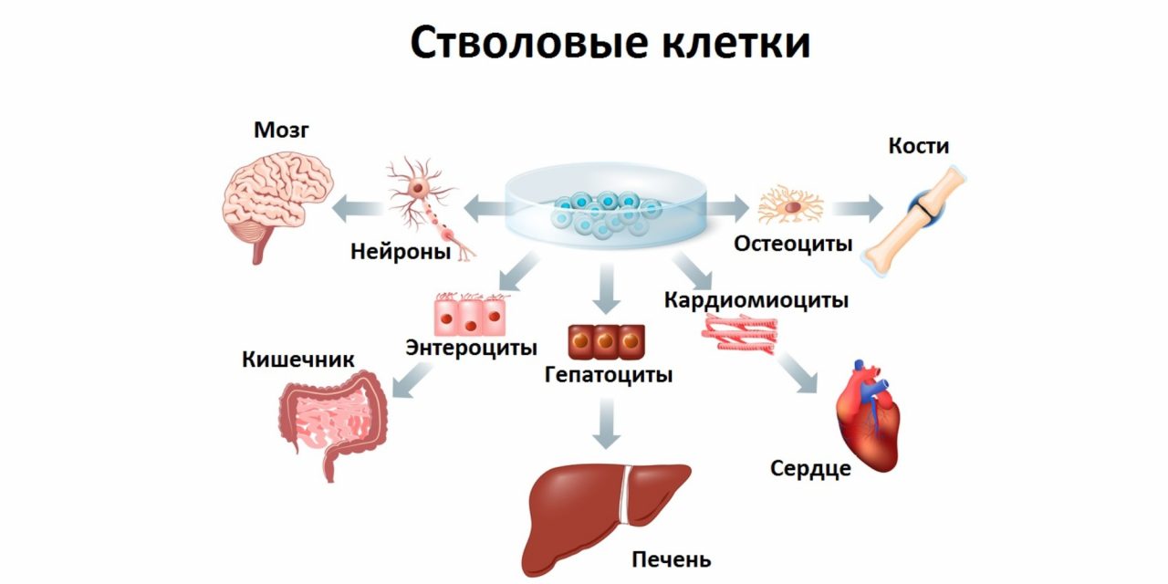 Что такое ips клетки