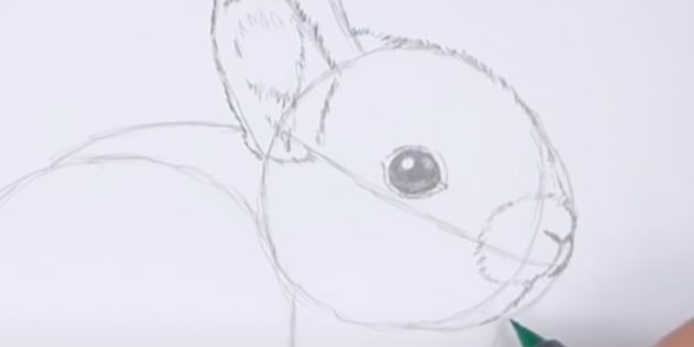 Как нарисовать кролика: прорисуйте переносицу