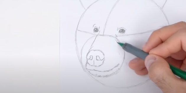 Как нарисовать медведя: Прорисуйте подбородок