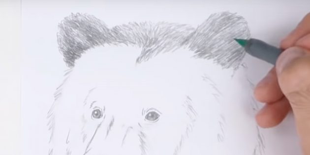 Как нарисовать медведя: Закрасьте уши
