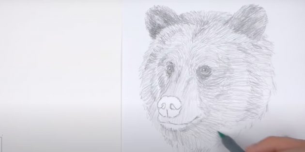 Как нарисовать медведя: Заштрихуйте голову справа