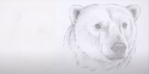 Как нарисовать медведя: Заштрихуйте морду