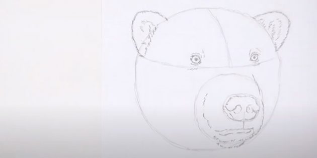 Как нарисовать медведя: Прорисуйте уши