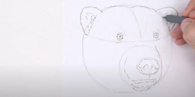 Как нарисовать медведя: Детализируйте макушку