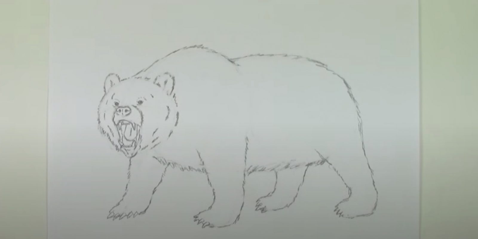 Фото медведя нарисованного карандашом