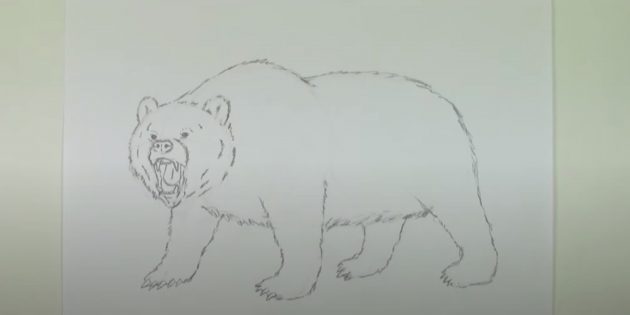 Как нарисовать медведя: Сотрите набросок