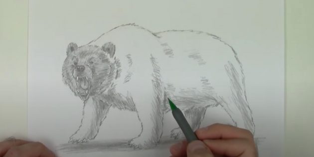 Как нарисовать медведя: Закрасьте голову