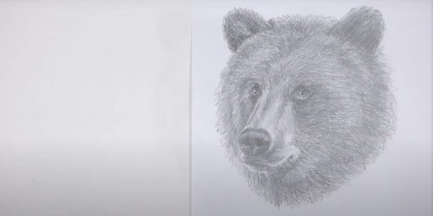 Реалистичная морда бурого медведя