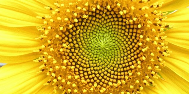 Нумерология: семена в цветке подсолнечника
