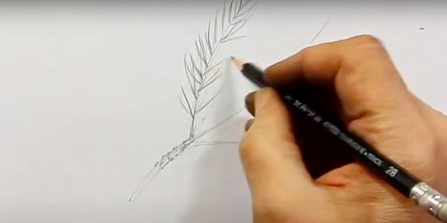Как нарисовать шишку: начните рисовать иглы вокруг первого побега
