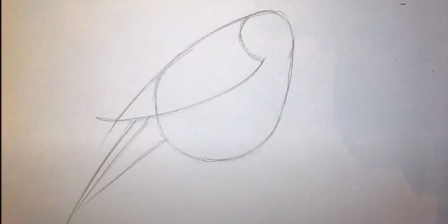 Как нарисовать снегиря: завершите хвост и крыло