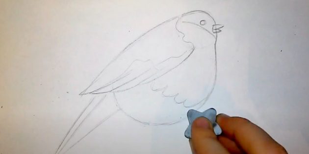 Как нарисовать снегиря: добавьте контуры перьев