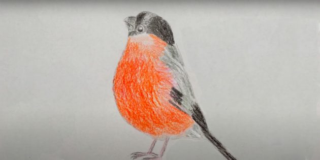 Как нарисовать реалистичного снегиря цветными карандашами