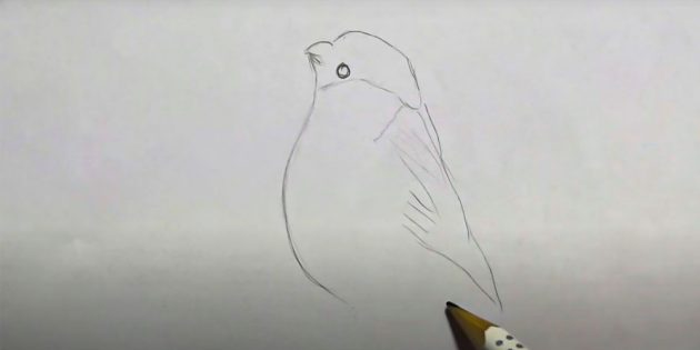 Раскраска птицы снегирь (52 фото) - фото - картинки и рисунки: скачать бесплатно