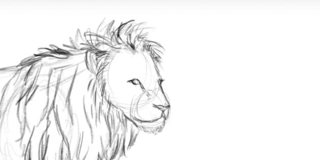 Как нарисовать льва: Нарисуйте глаза