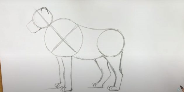 Как нарисовать льва: Нарисуйте вторую переднюю лапу