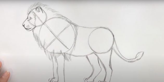 Как нарисовать льва: Нарисуйте хвост