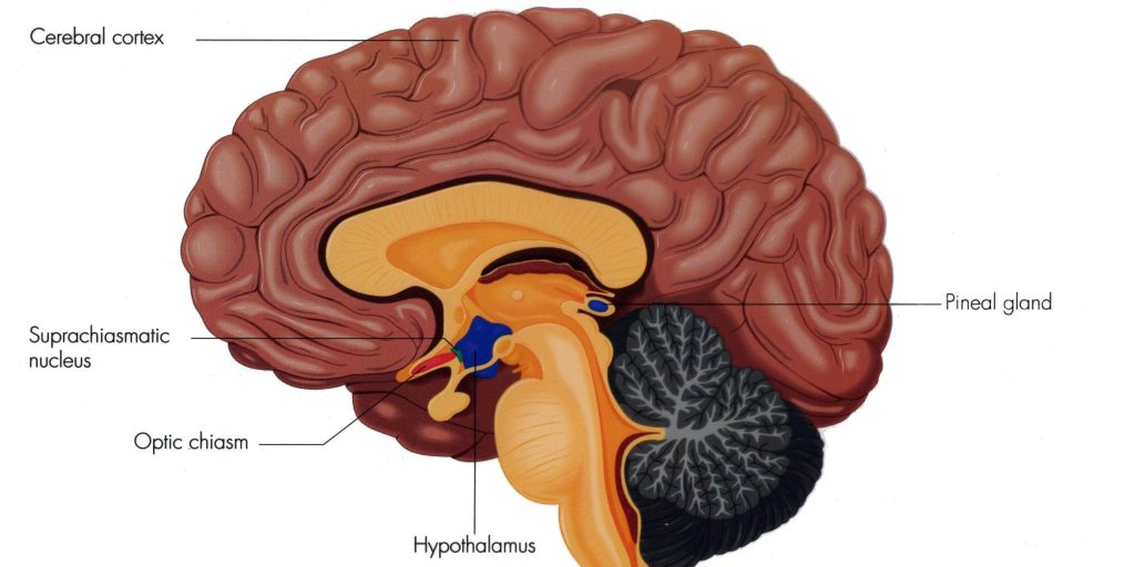 Как работает световой будильник: расположение гипоталамуса (отмечен синим) и супрахиазматического ядра (маленькая зелёная область слева от гипоталамуса) в мозге человека